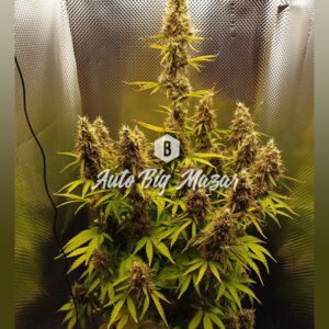 Auto Big Mazar