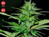 Auto Bilberry