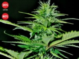 Auto Bilberry