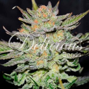 Auto Blue Ace CBD