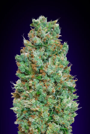 Auto Blueberry (00 Seeds)