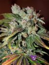 Auto Blueberry Banana