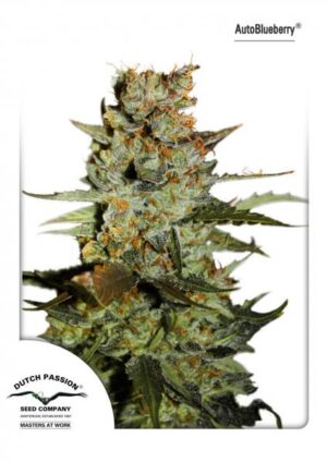 Auto Blueberry (Dutch Passion)
