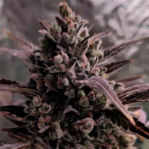 Auto Blue Cheese (BBFF)