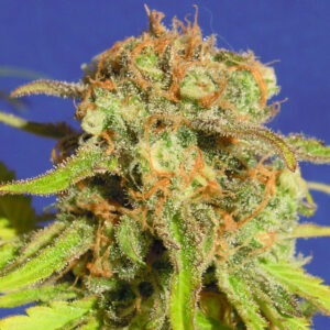 Auto Bruce Banner #3 (Original Sensible Seeds)