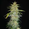 Auto Bruce Banner (Big Seedbank)