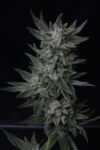 Auto Bubblegum