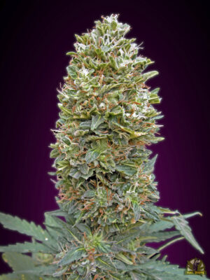 Auto Bubble Gum