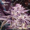 Auto Bumblebee (Nemeseeds)