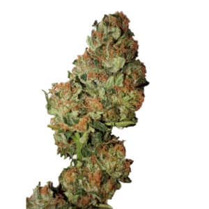 Auto Cannatonic (0,3/20)