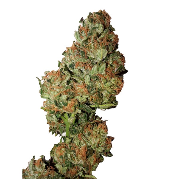 Auto Cannatonic (0,3/20)
