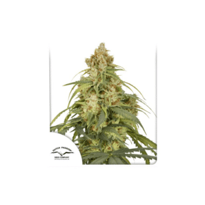 Auto CBD-Victory