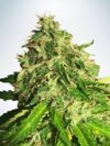 Auto CBD Star