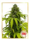 Auto CBG Strong