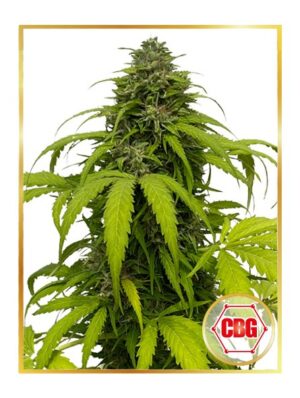 Auto CBG Strong