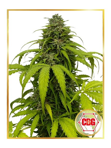 Auto CBG Strong