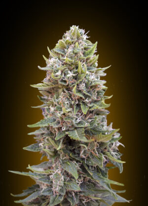 Auto Cheese Berry
