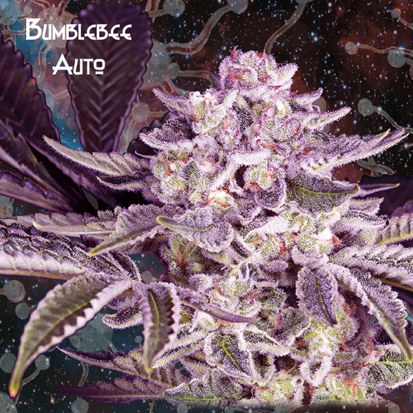 Auto Cherry Pie (Nemeseeds)