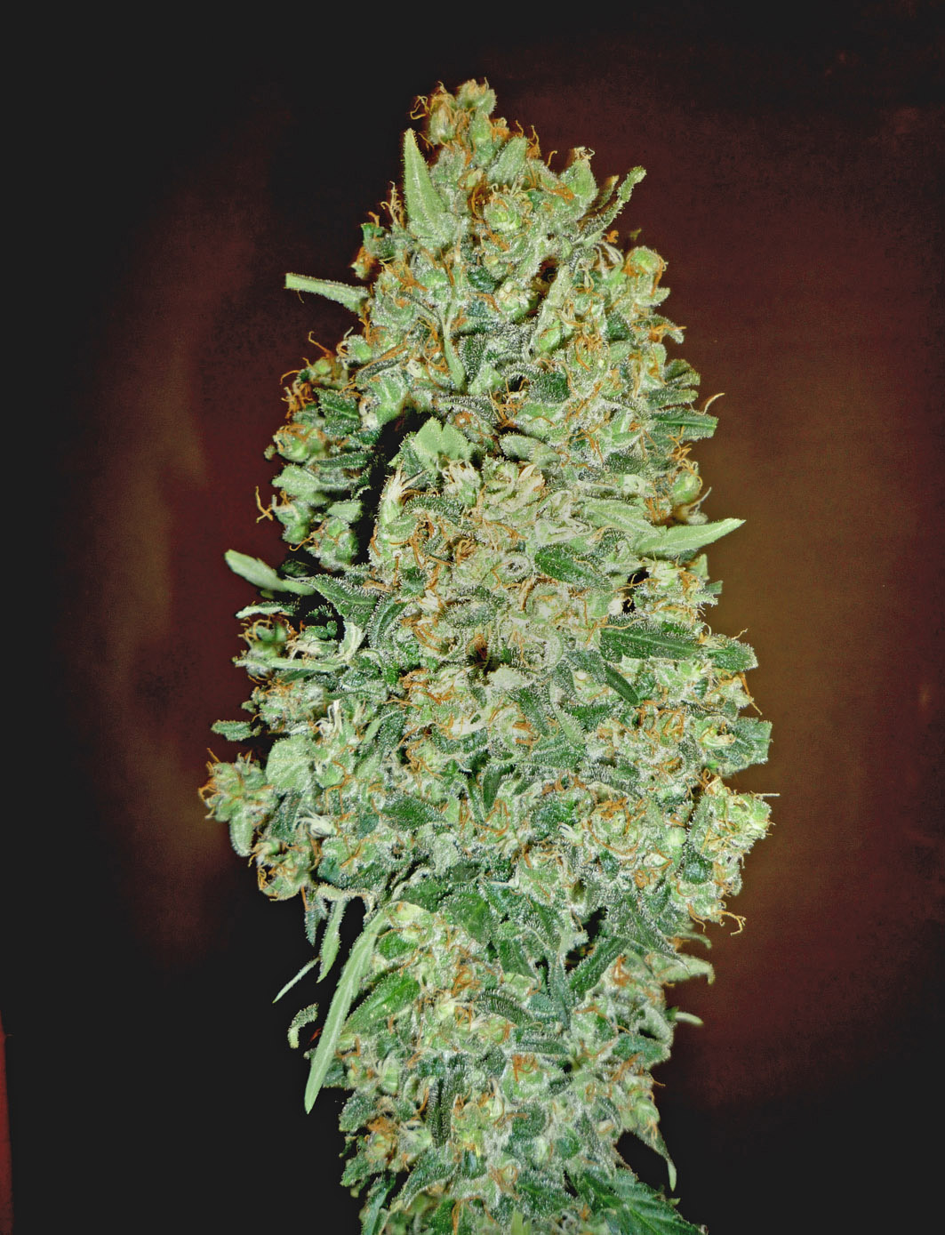 Auto Chocolate Skunk