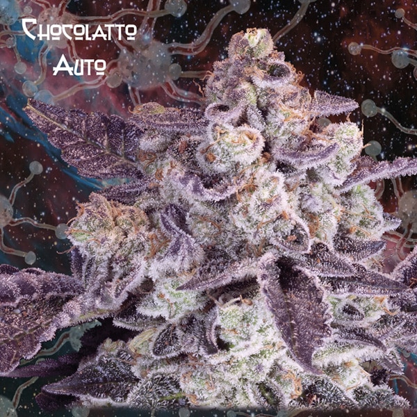 Auto Chocolatto (Nemeseeds)