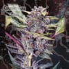 Auto Cookies Glue (Nemeseeds)