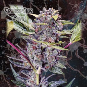 Auto Cookies Glue (Nemeseeds)