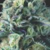 Auto Cookies (Pyramid Seeds)
