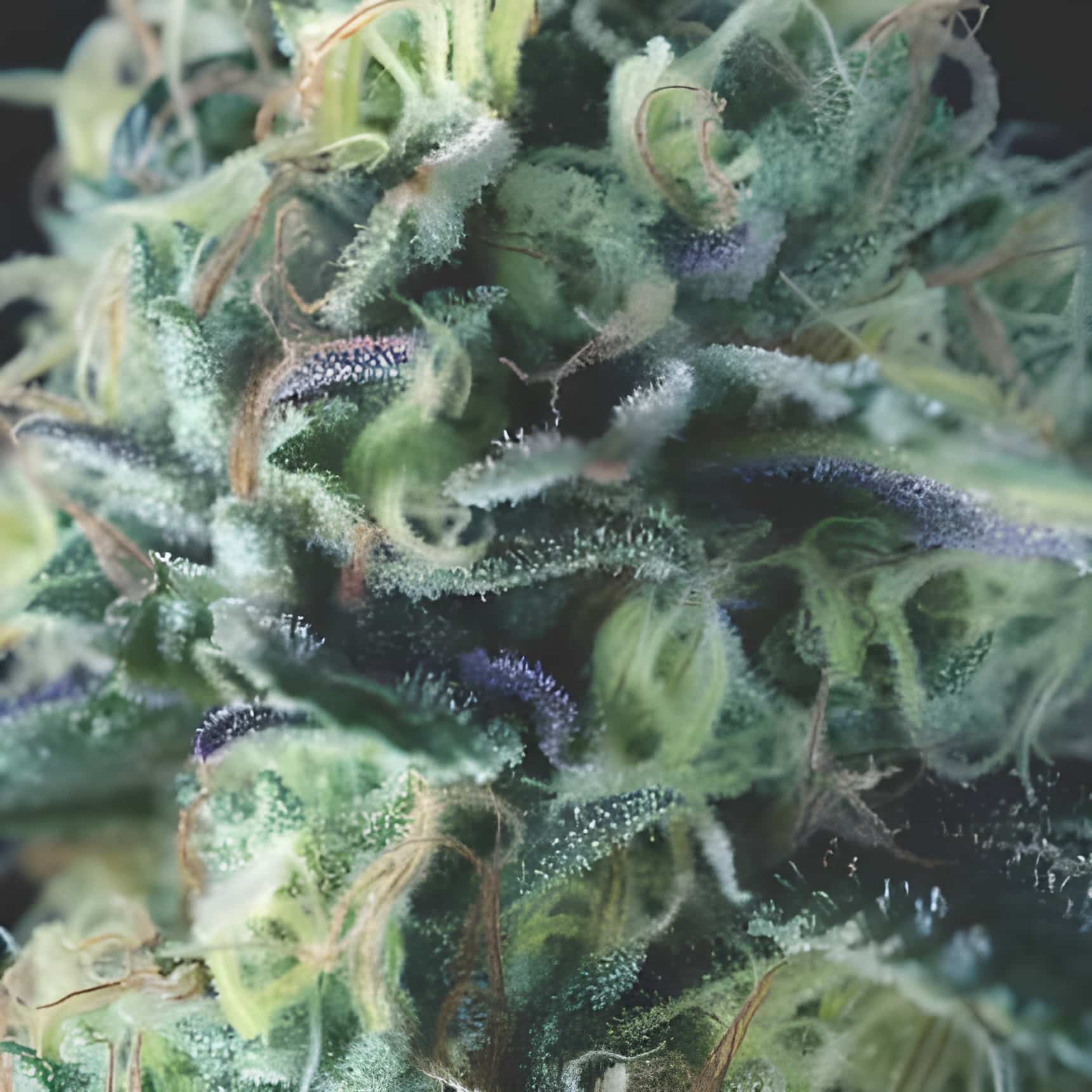 Auto Cookies (Pyramid Seeds)