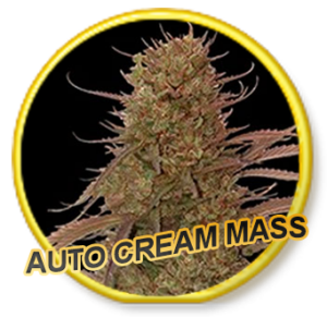 Auto Cream Mass