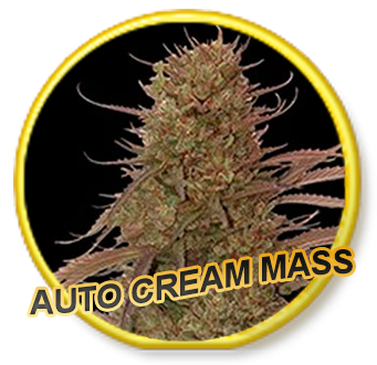 Auto Cream Mass