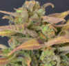 Auto Critical (CBD Seeds)