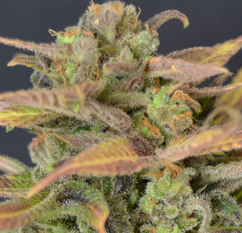 Auto Critical (CBD Seeds)