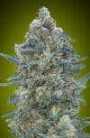 Auto Critical Lemon CBD