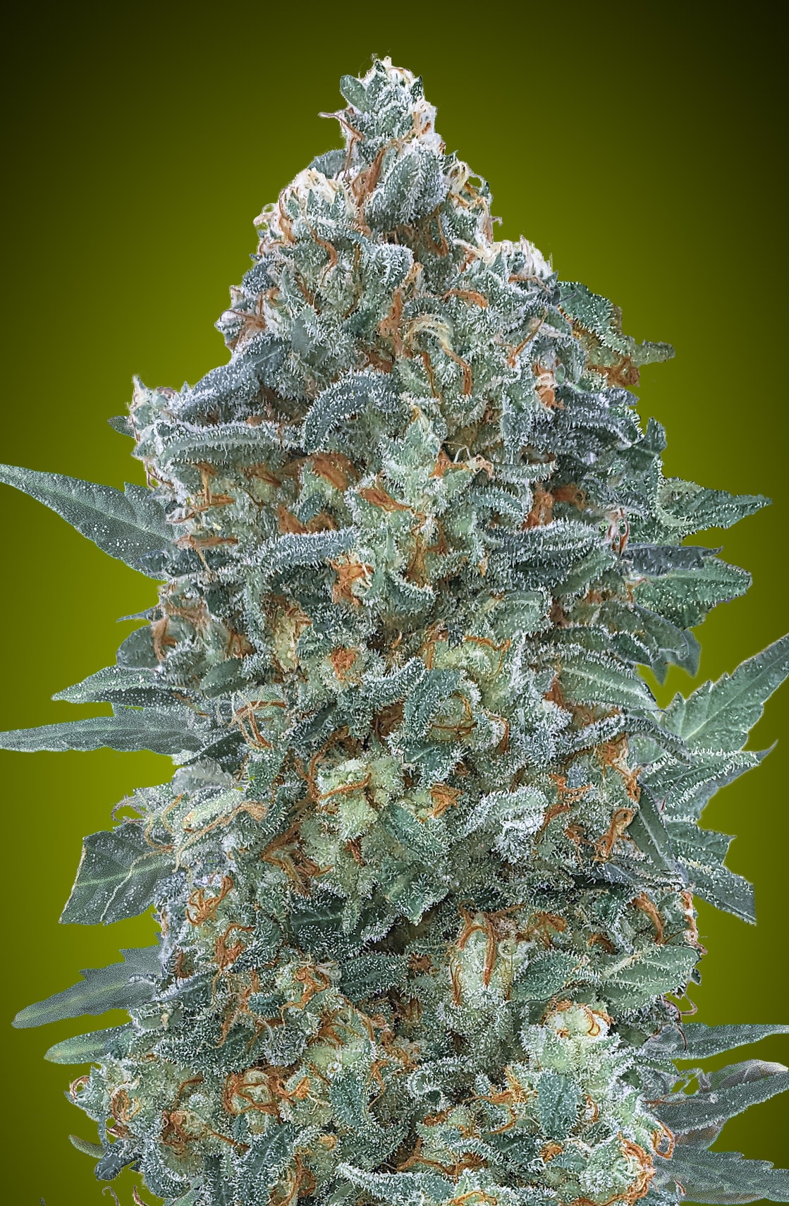 Auto Critical Lemon CBD