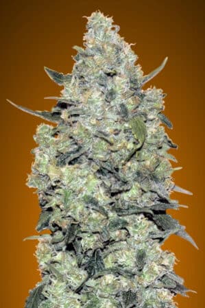Auto Critical Mass