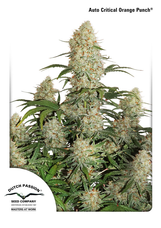 Auto Critical Orange Punch