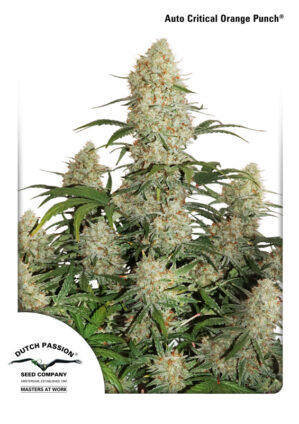 Auto Critical Orange Punch