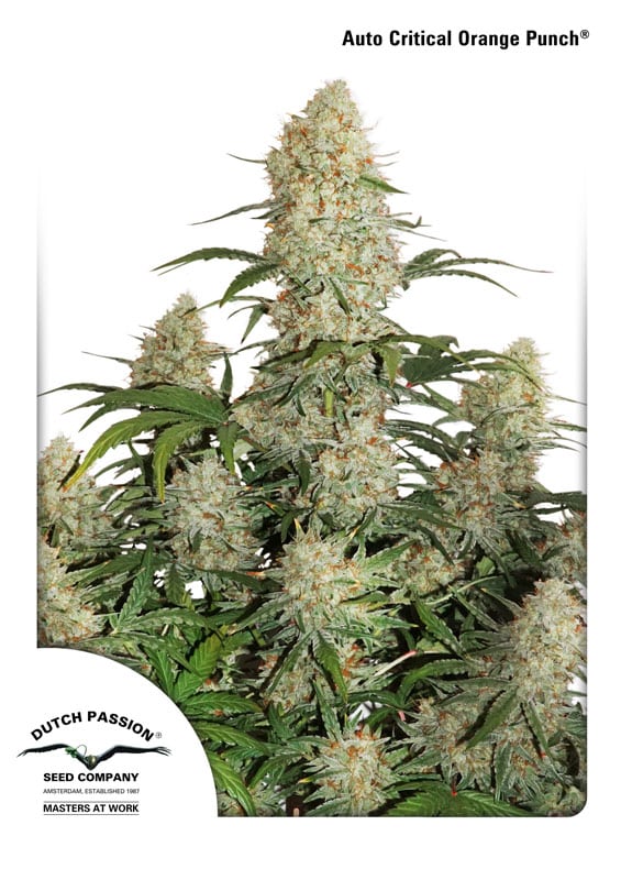 Auto Critical Orange Punch