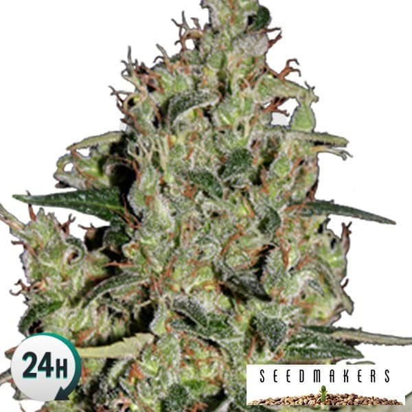Auto Critical (Seedmakers Seeds)