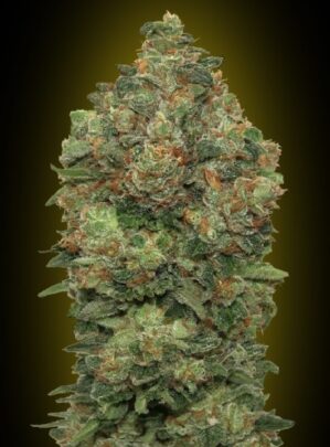 Auto Critical Soma