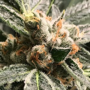 Auto Dark Kush