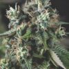 Auto Do-Si-Dos (Pyramid Seeds)