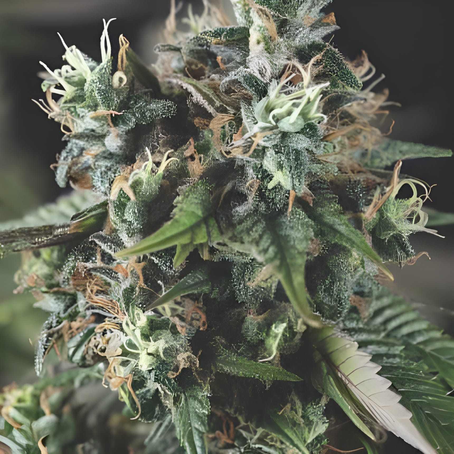 Auto Do-Si-Dos (Pyramid Seeds)
