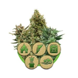 Autoflowering Outdoor Mix