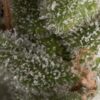 Auto Fresh Candy