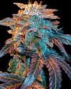 Auto Gelato (Female Seeds)
