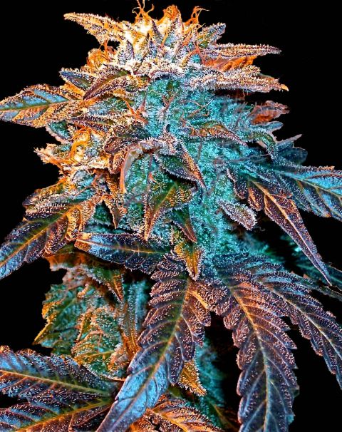 Auto Gelato (Female Seeds)