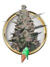 Auto Gelato Ice