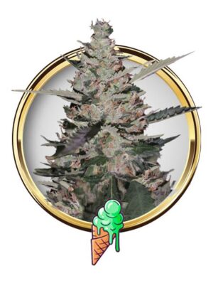 Auto Gelato Ice