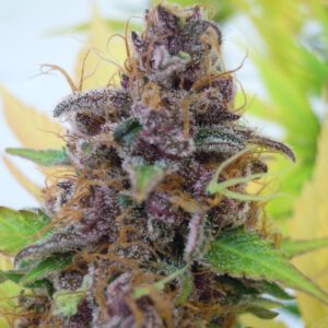 Auto Gelato (Original Sensible seeds)